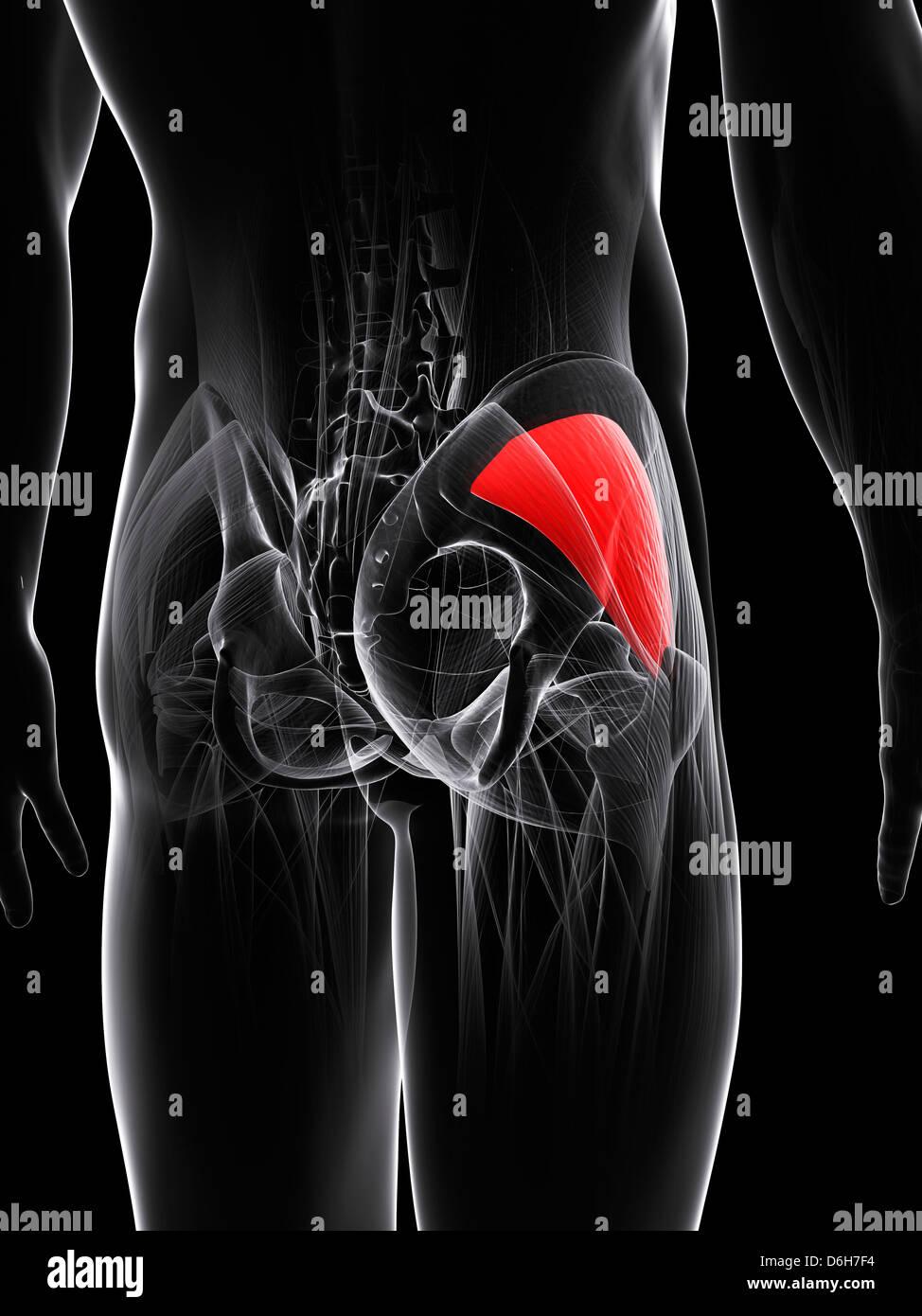 Muscolo gluteo, artwork Foto Stock