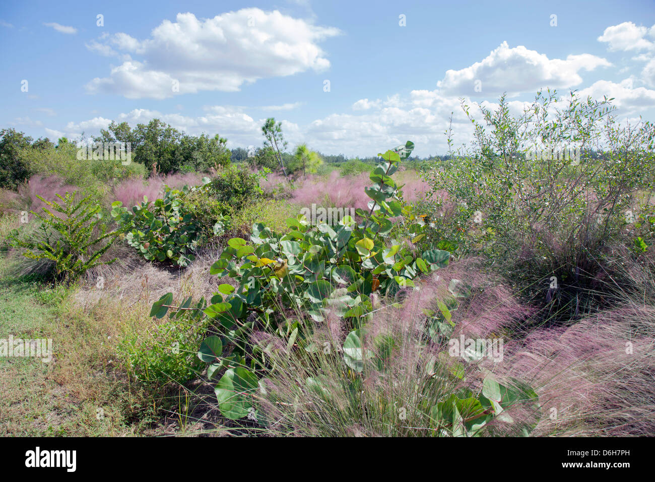 Paesaggio della Florida di Erba Muhly e mangrovie al Robinson preservare in Northwest Bradenton Florida USA Foto Stock
