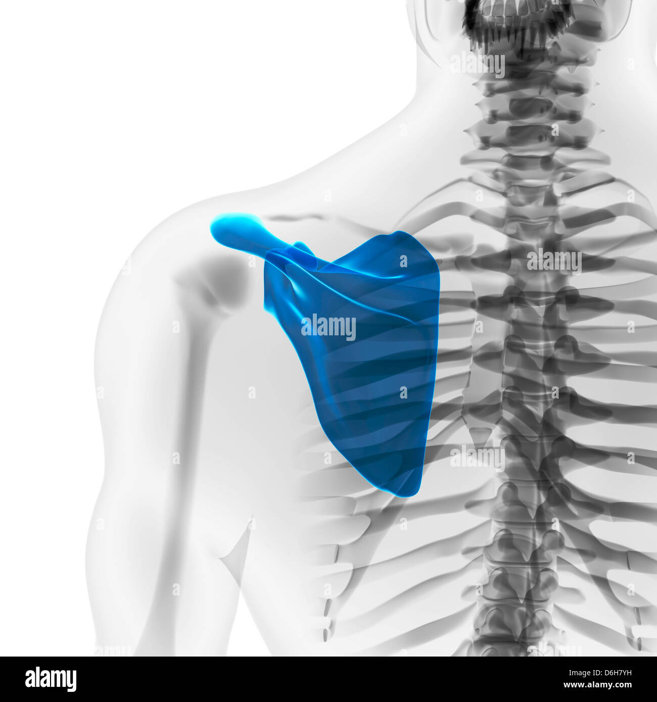 Spalla, artwork Foto Stock