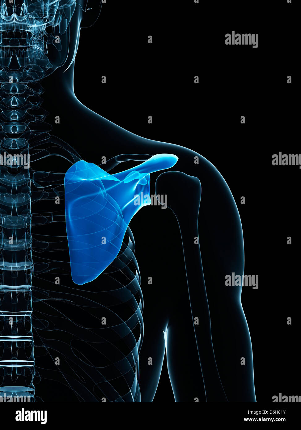 Spalla, artwork Foto Stock