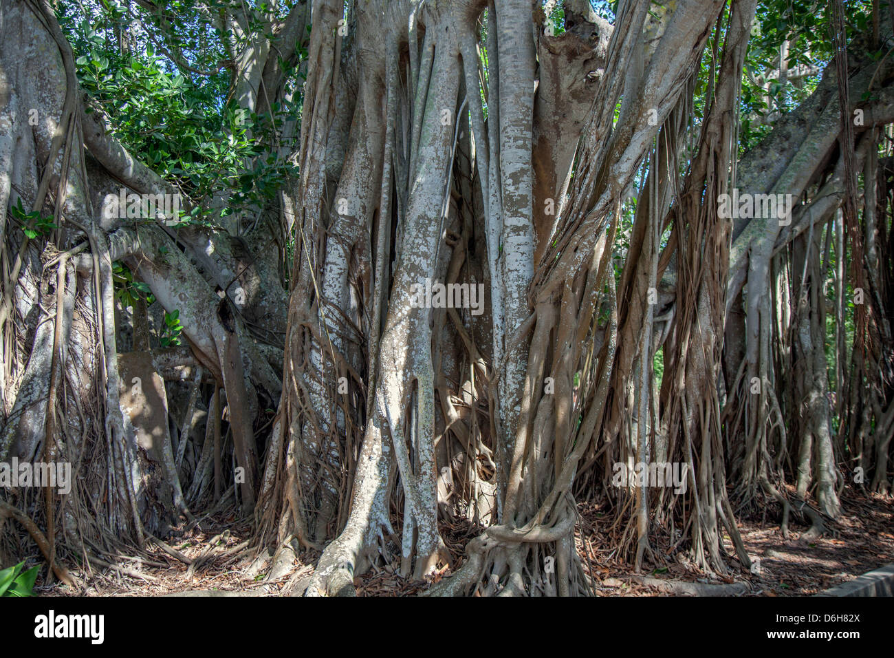 Un albero di banyan Foto Stock