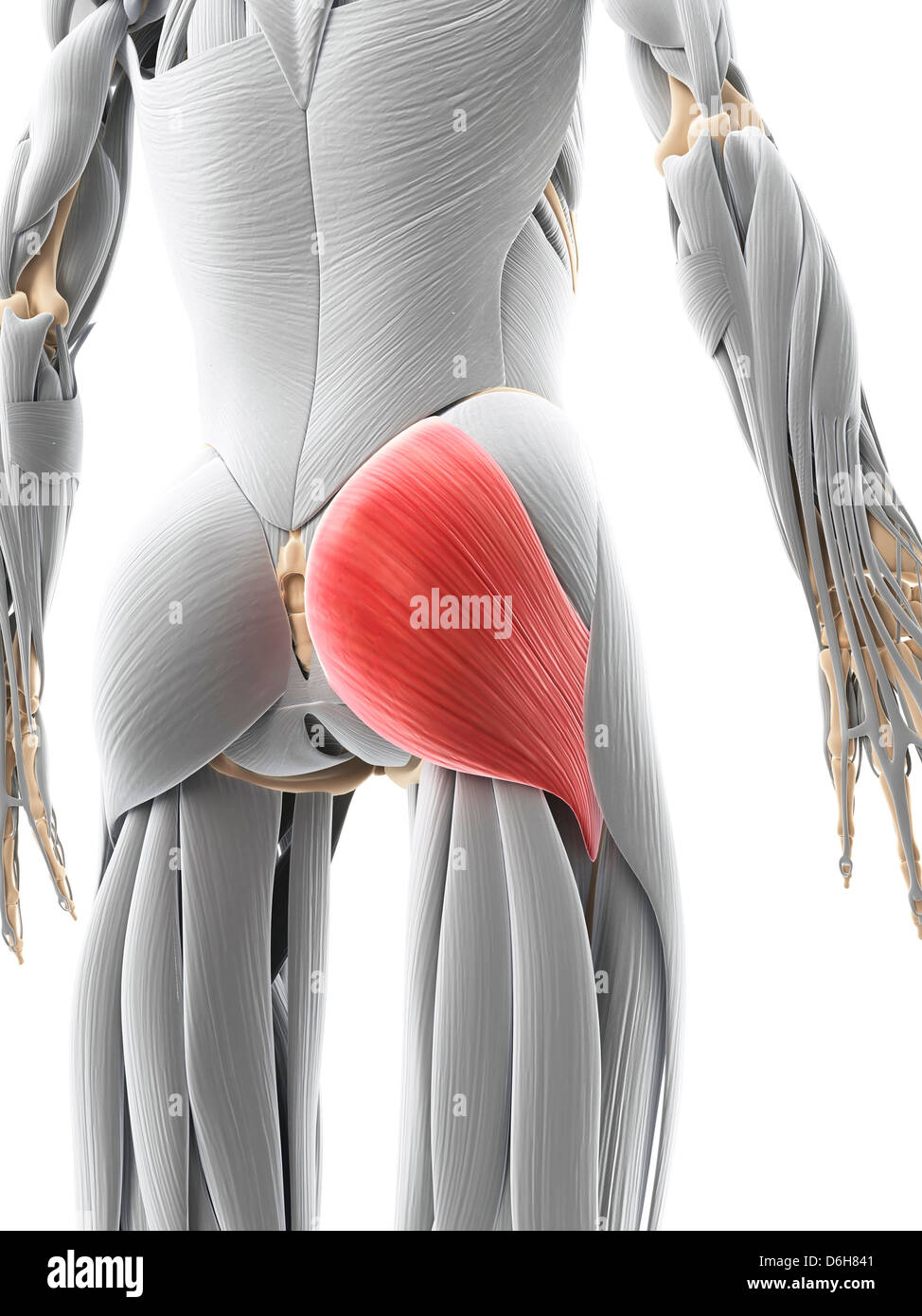 Muscolo gluteo, artwork Foto Stock