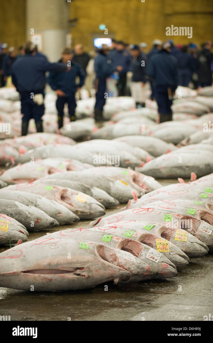 Tonno congelato pesce al mercato del pesce Tsukiji, Tokyo, Giappone, Asia Foto Stock