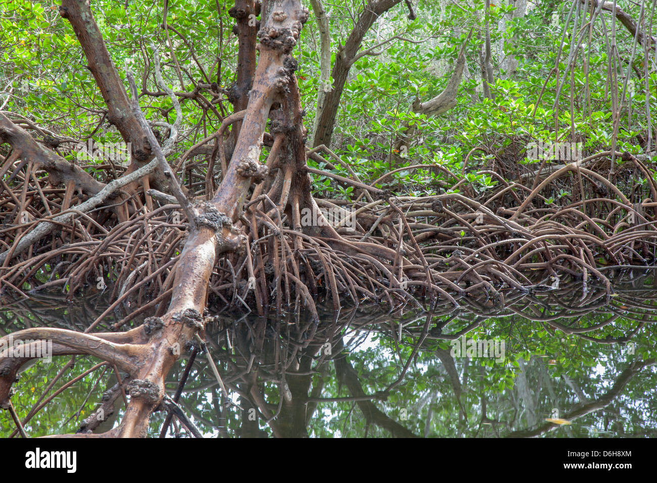Palude di mangrovie al Robinson preservare in Northwest Bradenton Florida USA Foto Stock