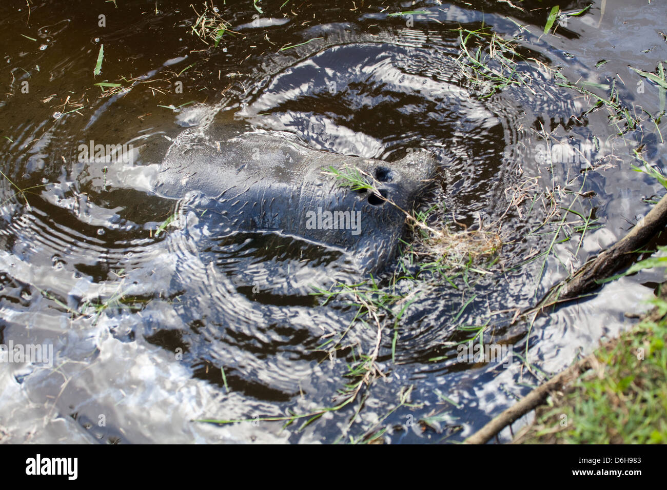 West Indian lamantino (Trichechus manatus). Riporto in mostra nelle narici. Giardini Botanici. Georgetown. La Guyana. Foto Stock
