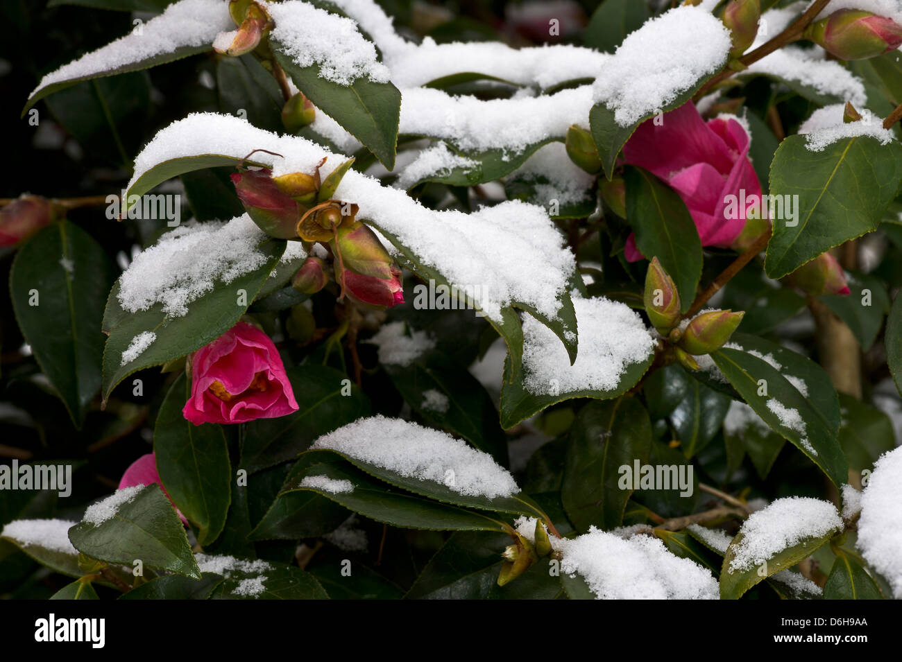 La clematide arbusto con copertura di neve in tarda primavera Foto Stock