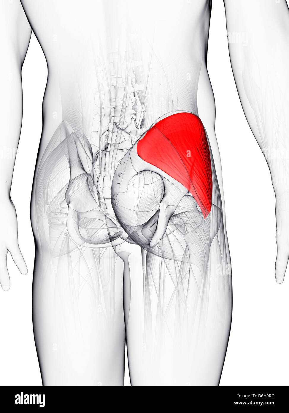 Muscolo gluteo, artwork Foto Stock