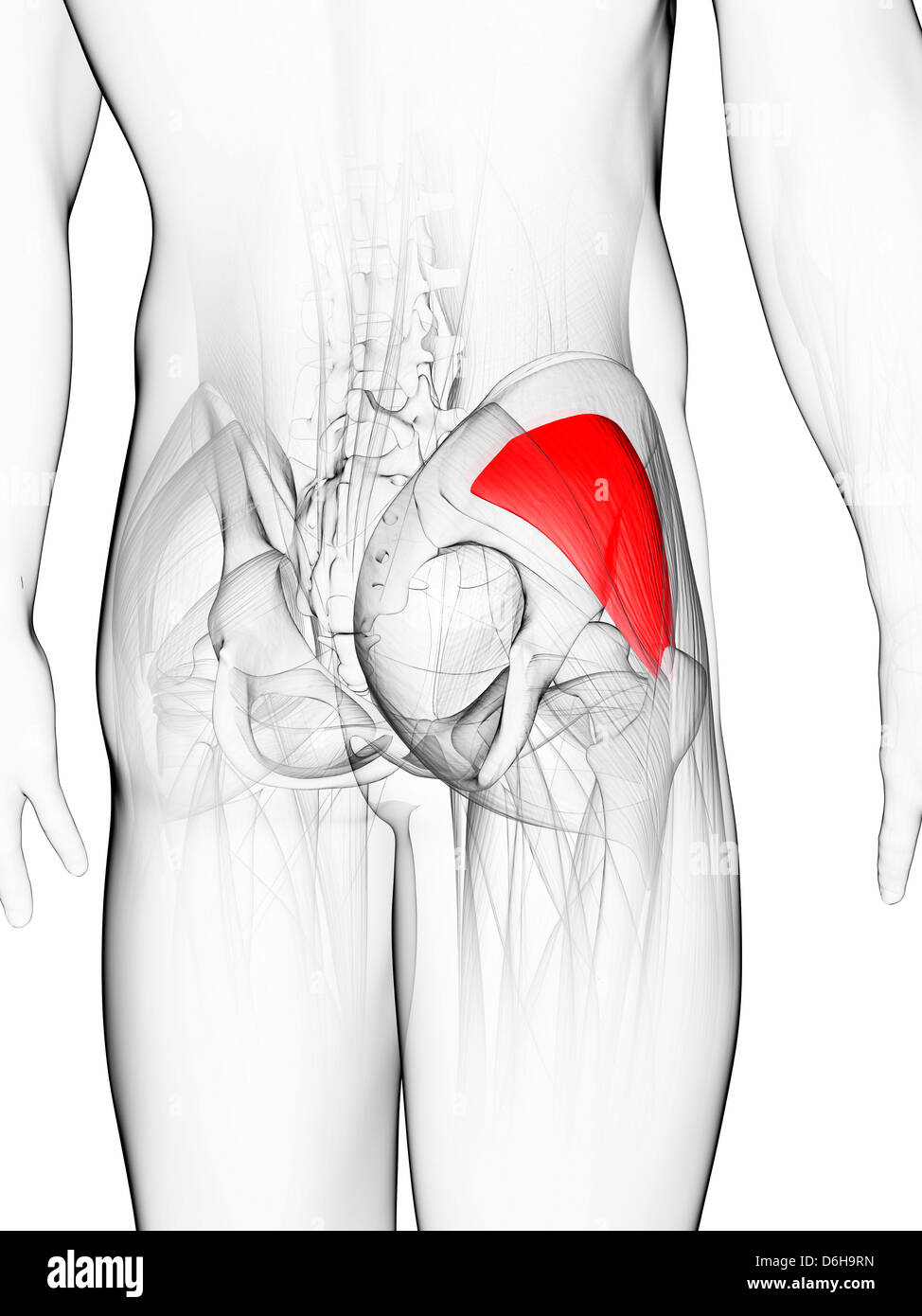 Muscolo gluteo, artwork Foto Stock