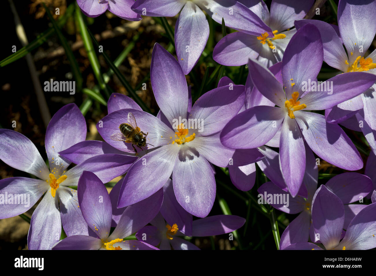 Gruppo di croco blu fiori in sun con impollinatori bee Foto Stock