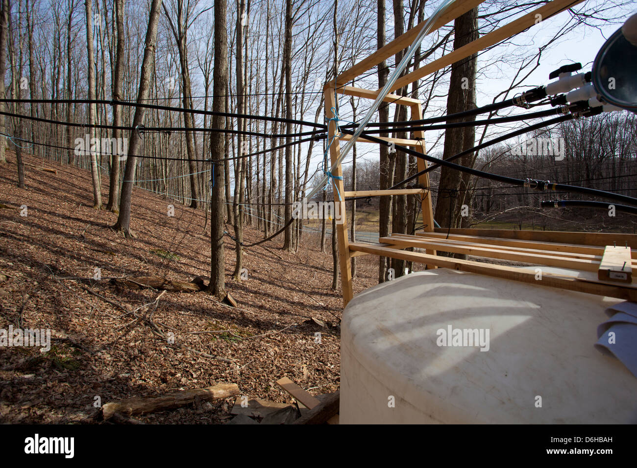 Maple Sap sia tappata da zucchero alberi di acero e inviati tramite i tubi di evaporatore per essere trasformato in sciroppo di acero fuori WIlliamstown MA. Foto Stock