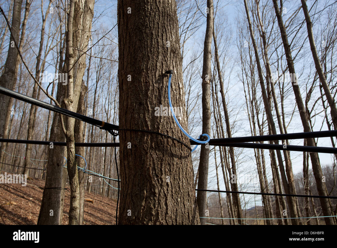 Maple Sap sia tappata da zucchero alberi di acero e inviati tramite i tubi di evaporatore per essere trasformato in sciroppo di acero fuori WIlliamstown MA. Foto Stock