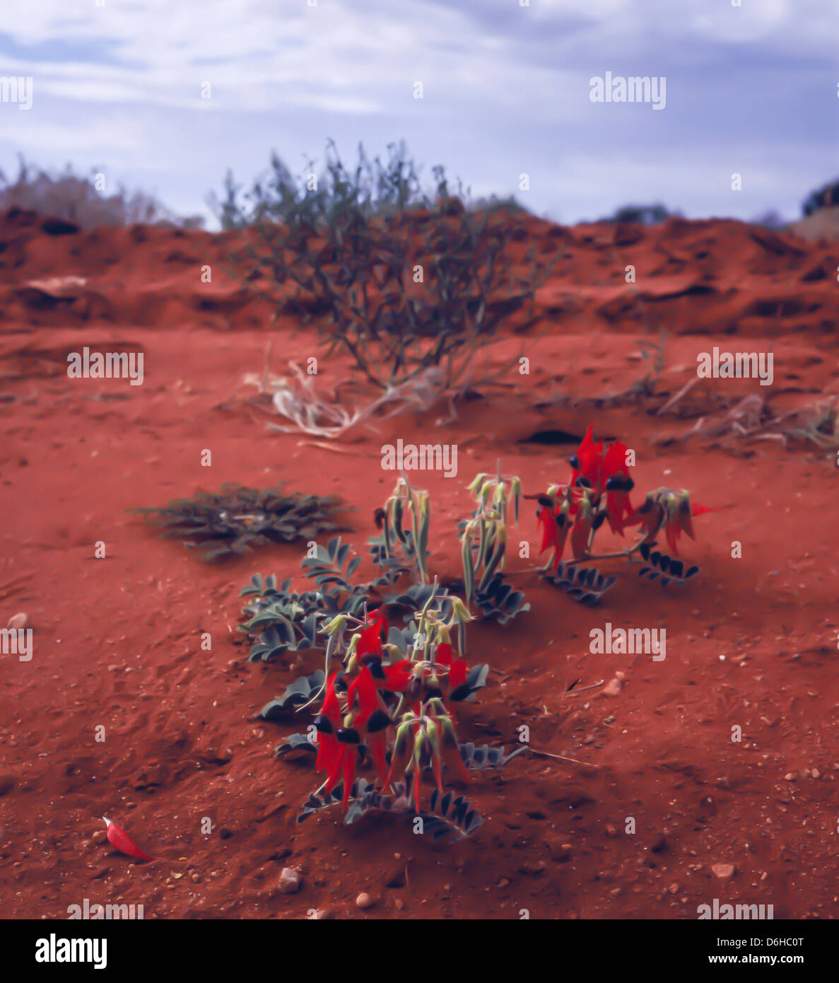 Sturt Desert Pea (lat. clianthus formosus) emblema del South Australia, Uluru Australien Foto Stock