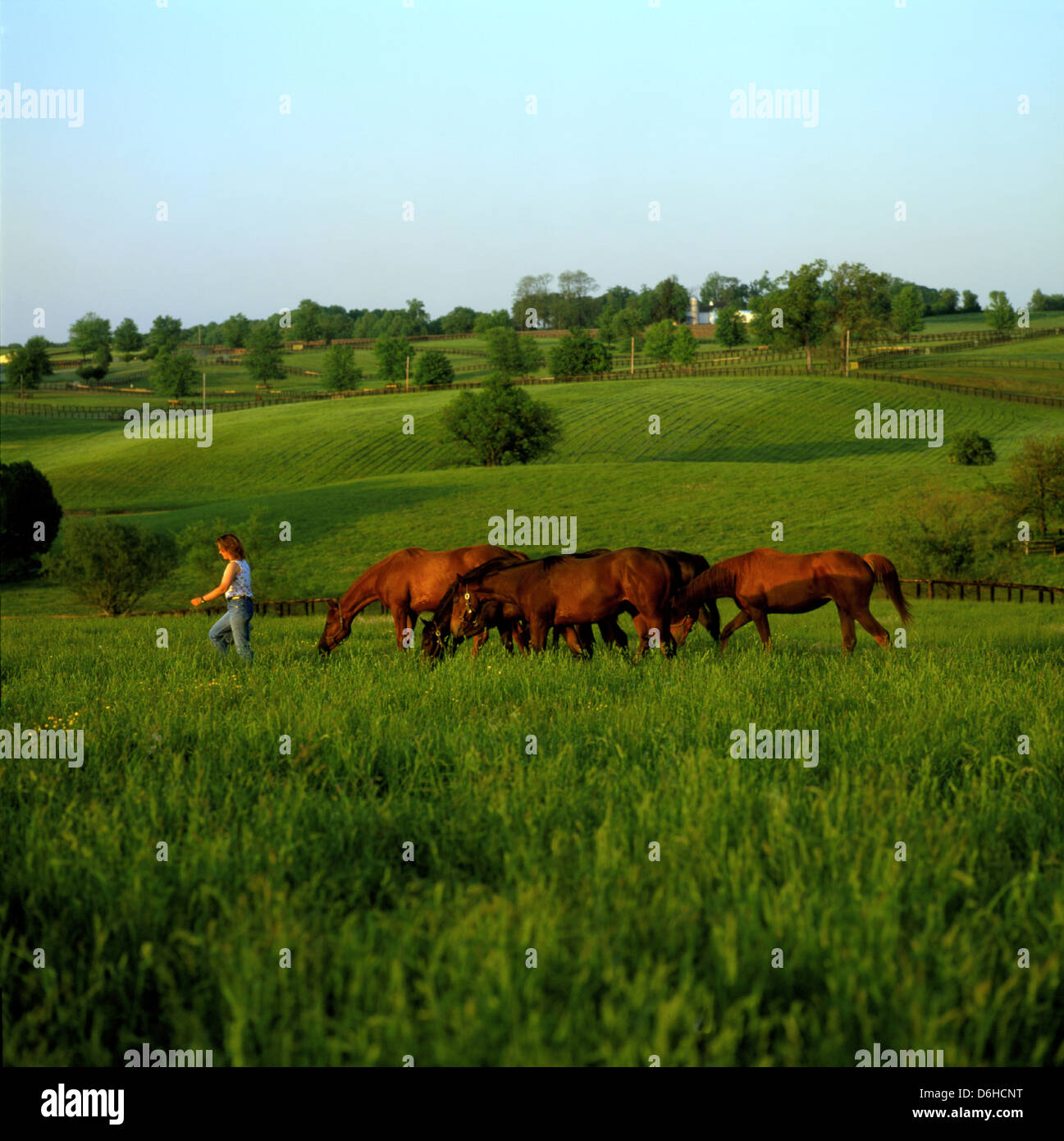 Donna che portano i cavalli purosangue attraverso un pascolo al tramonto, Derry incontro Horse Farm, Chester County, Pennsylvania, STATI UNITI D'AMERICA Foto Stock