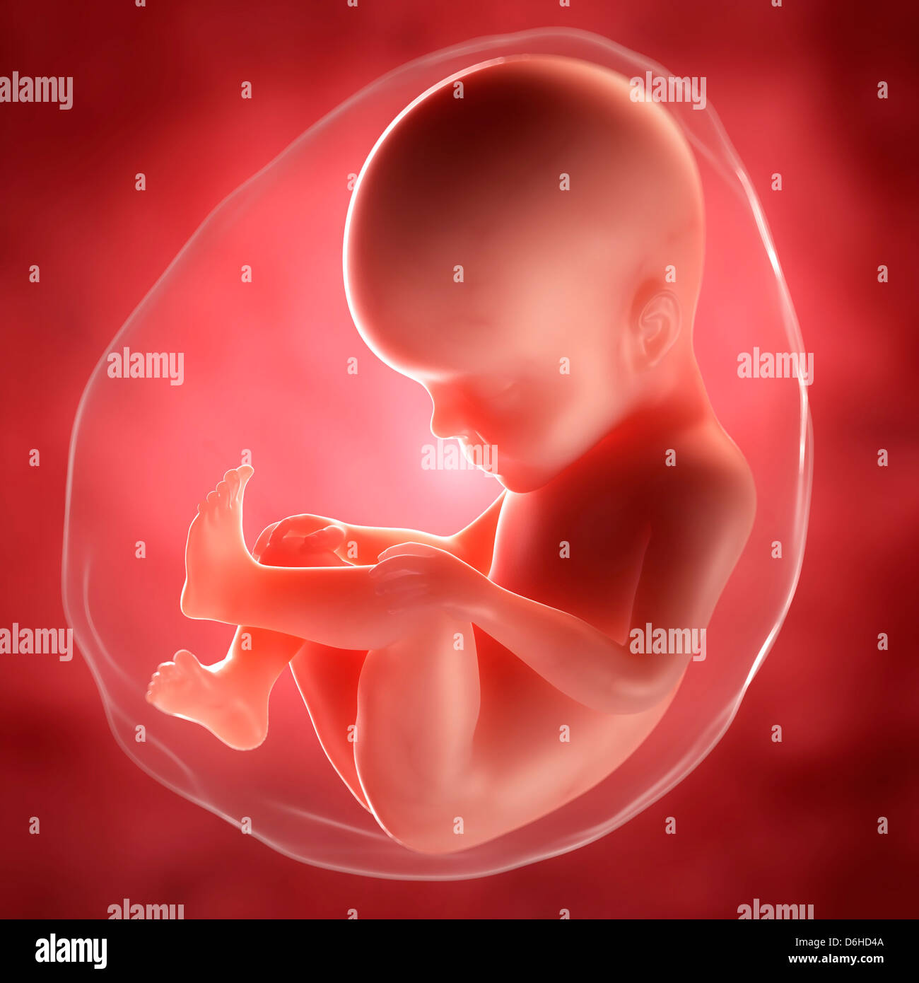 Feto a 27 settimane, artwork Foto Stock