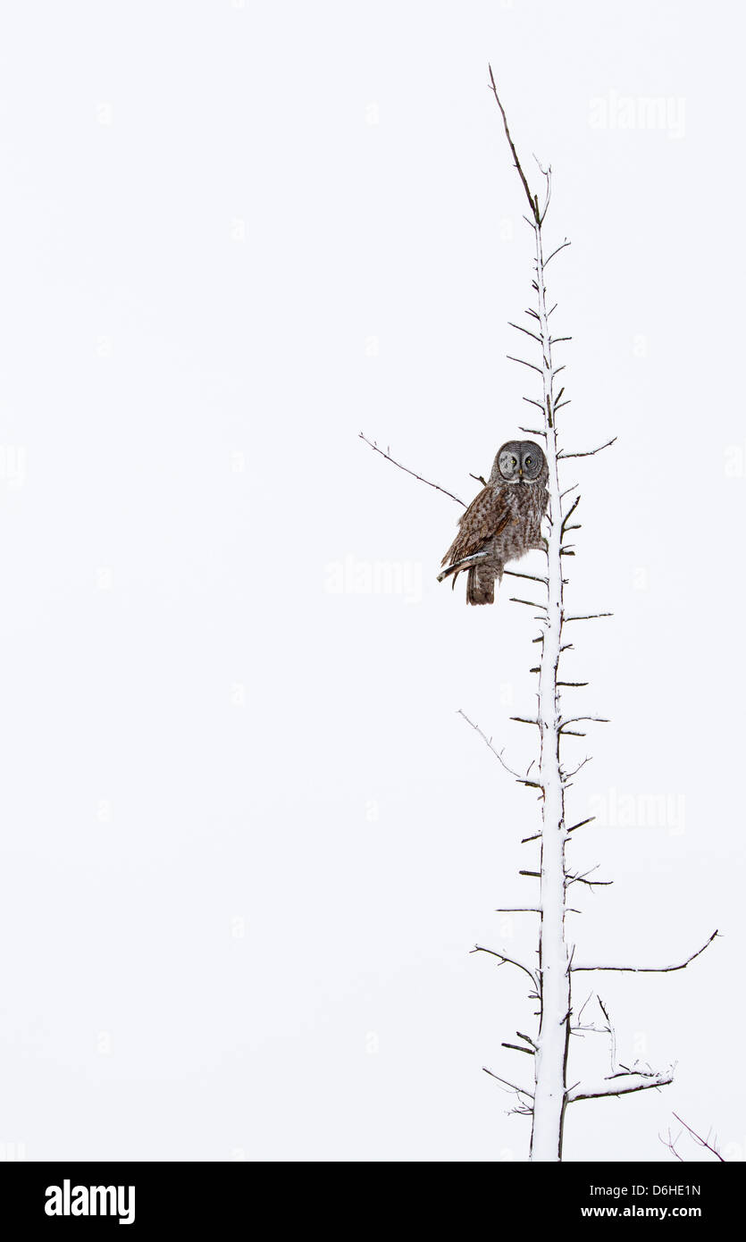 Foto minimalista del cacciatore di grigio su White-Great Gufo grigio o Lapponia Allocco (Strix nebulosa) Foto Stock