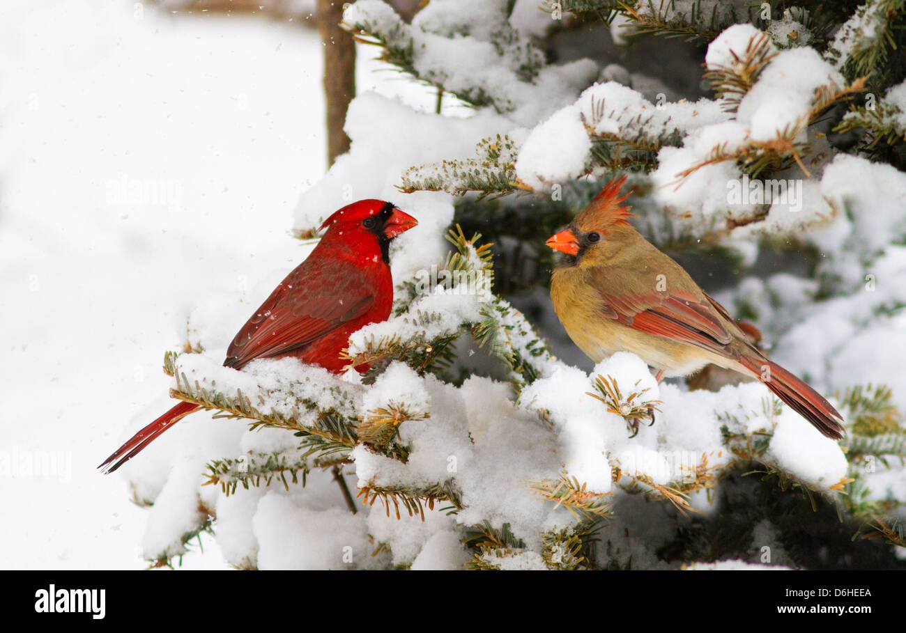 Scheda di Natale con coppia di cardinali settentrionale dopo la tempesta di neve in inverno canadese. Foto Stock