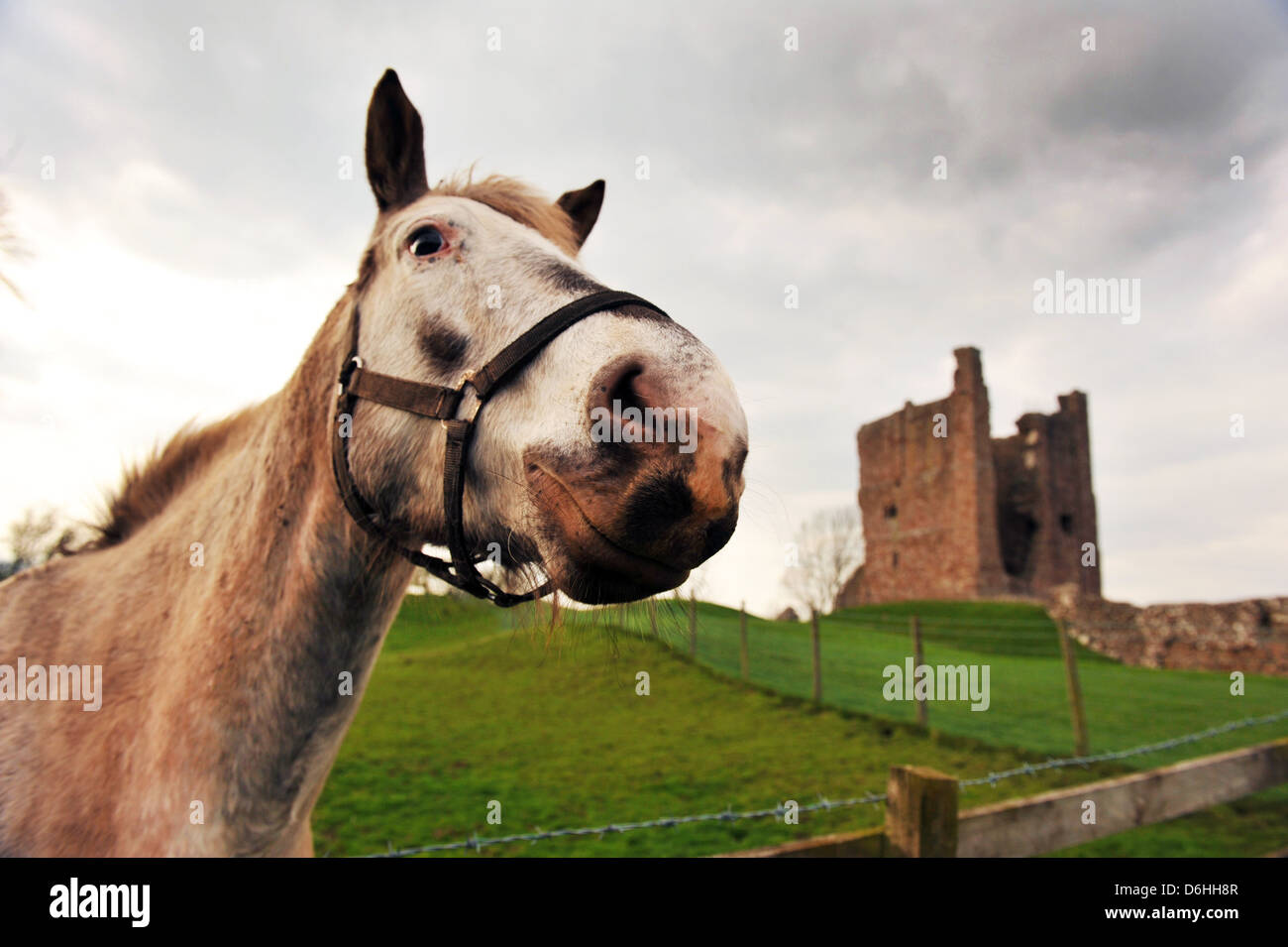 Testa di cavallo fotografato da sotto con Brough Castle in background. Foto Stock