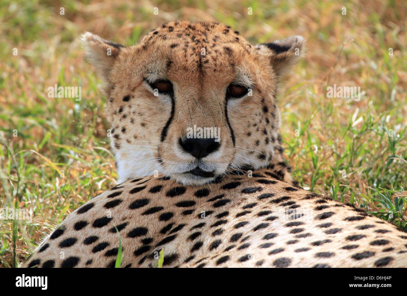 Ghepardo (Acinonyx jubatus) ritratto, il Masai Mara, Kenya Foto Stock