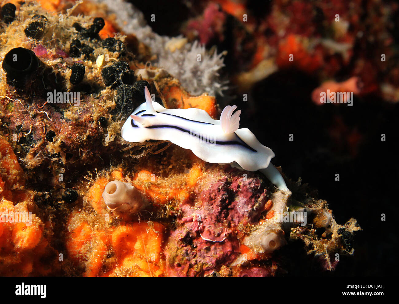 Loch la magnifica Slug (Chromodoris Lochi) Foto macro, Bunaken, Indonesia Foto Stock