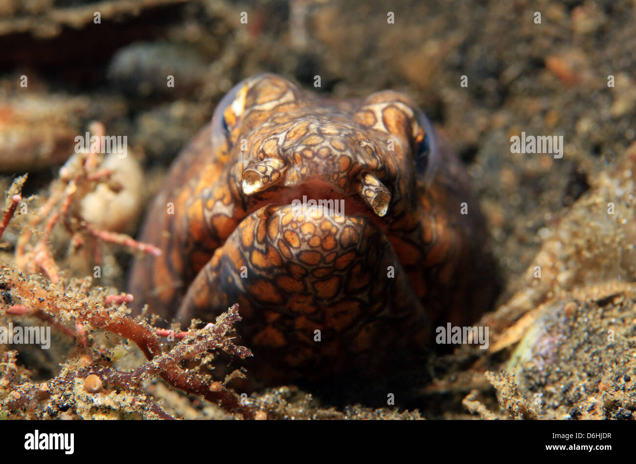 Close-up di un clown Snake anguilla (Ophichtus Bonaparti), Lembeh strait, Indonesia Foto Stock