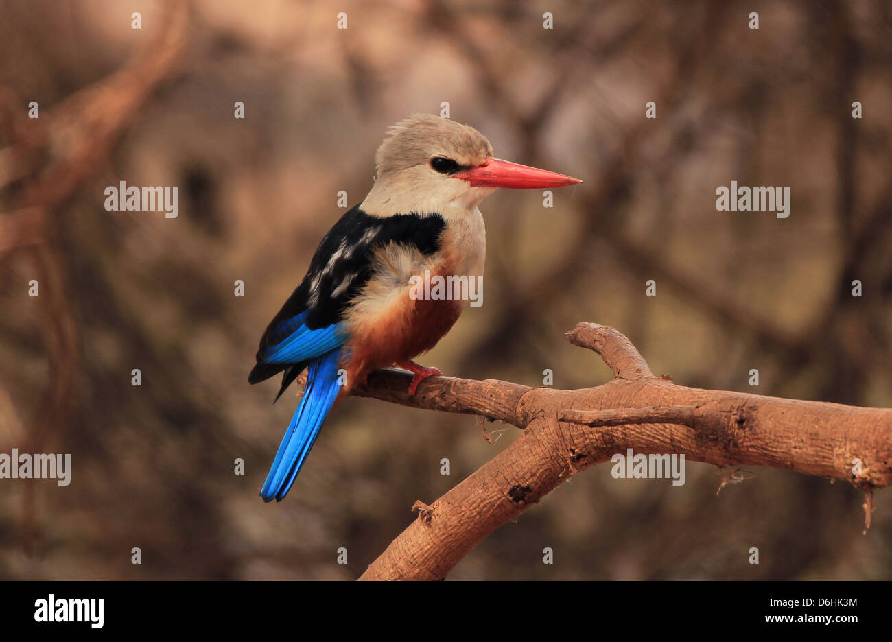 A testa grigia Kingfisher (Halcyon Leuococephala) sul ramo, Lago Manyara in Tanzania Foto Stock