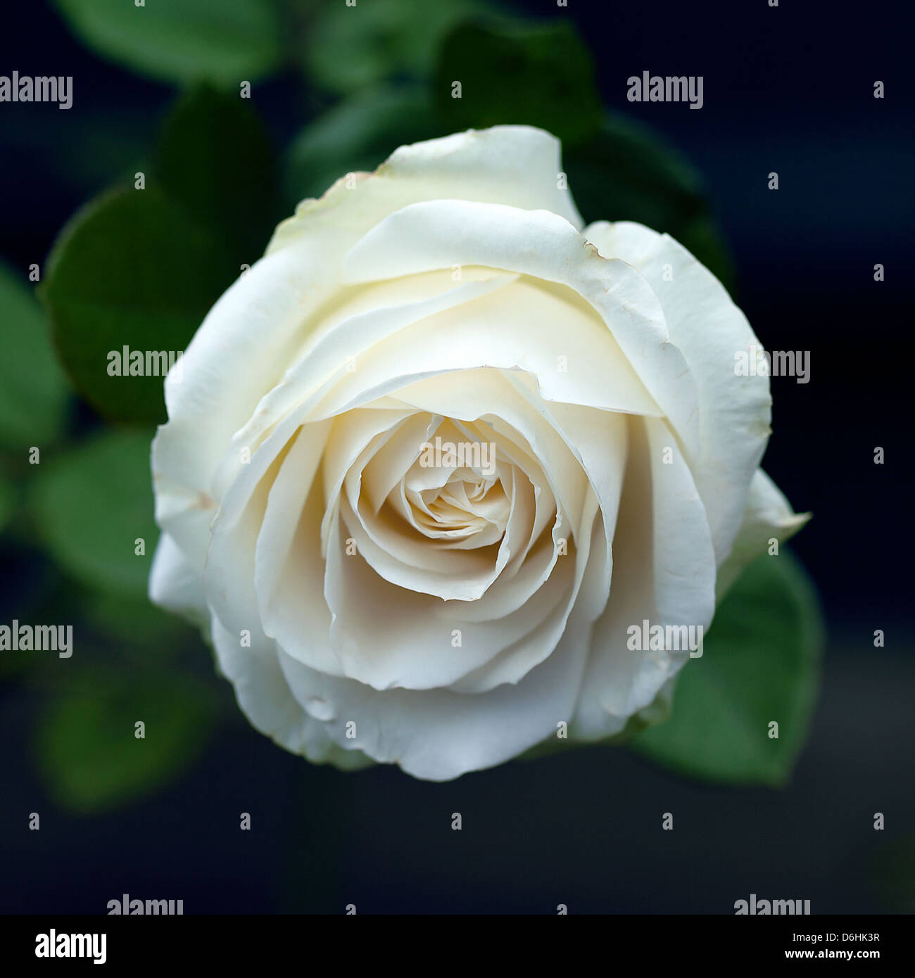 La rosa bianca in giardino Foto Stock