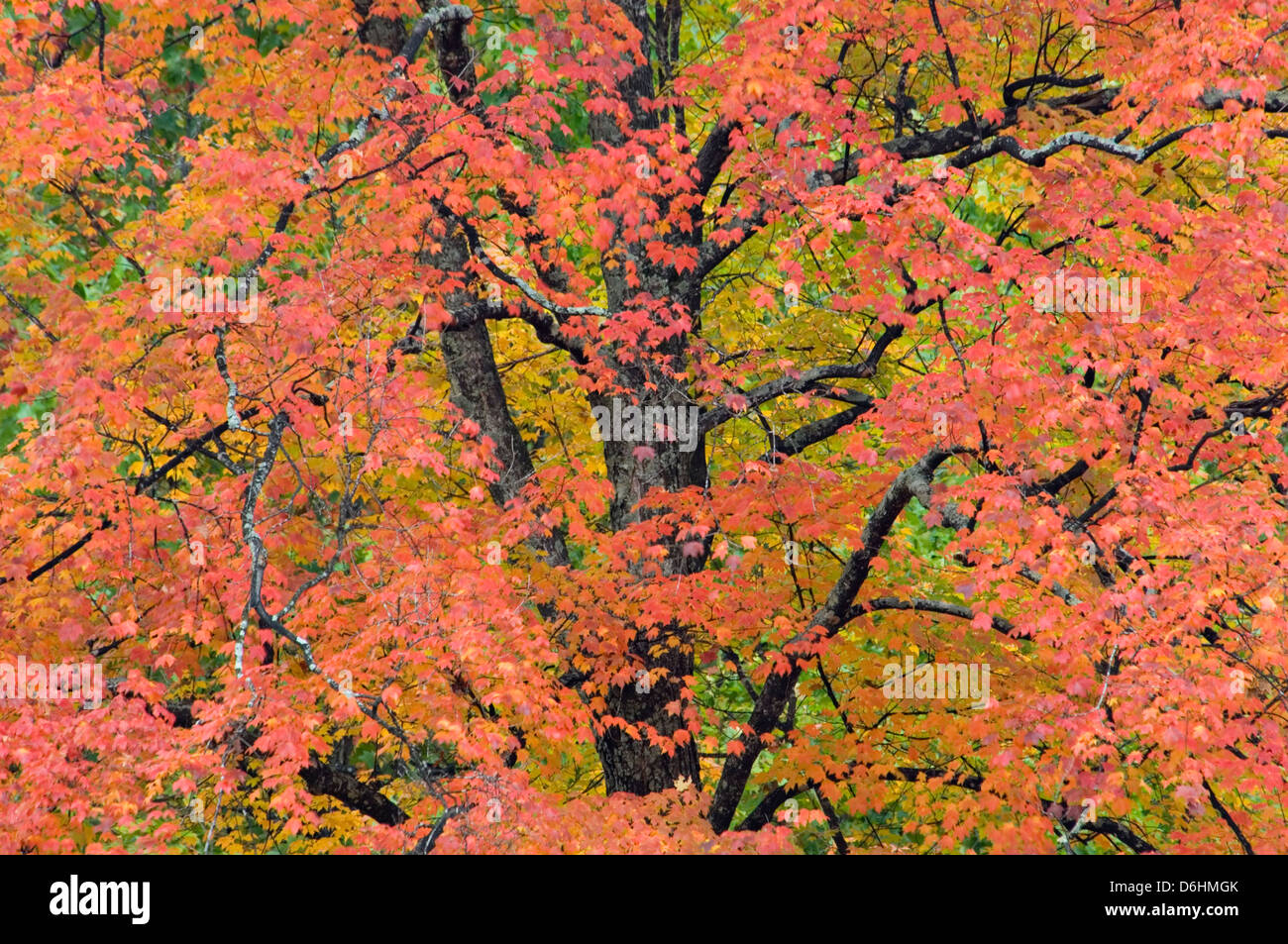 Colore di autunno di foglie di acero e rami Bullitt County, Kentucky Foto Stock