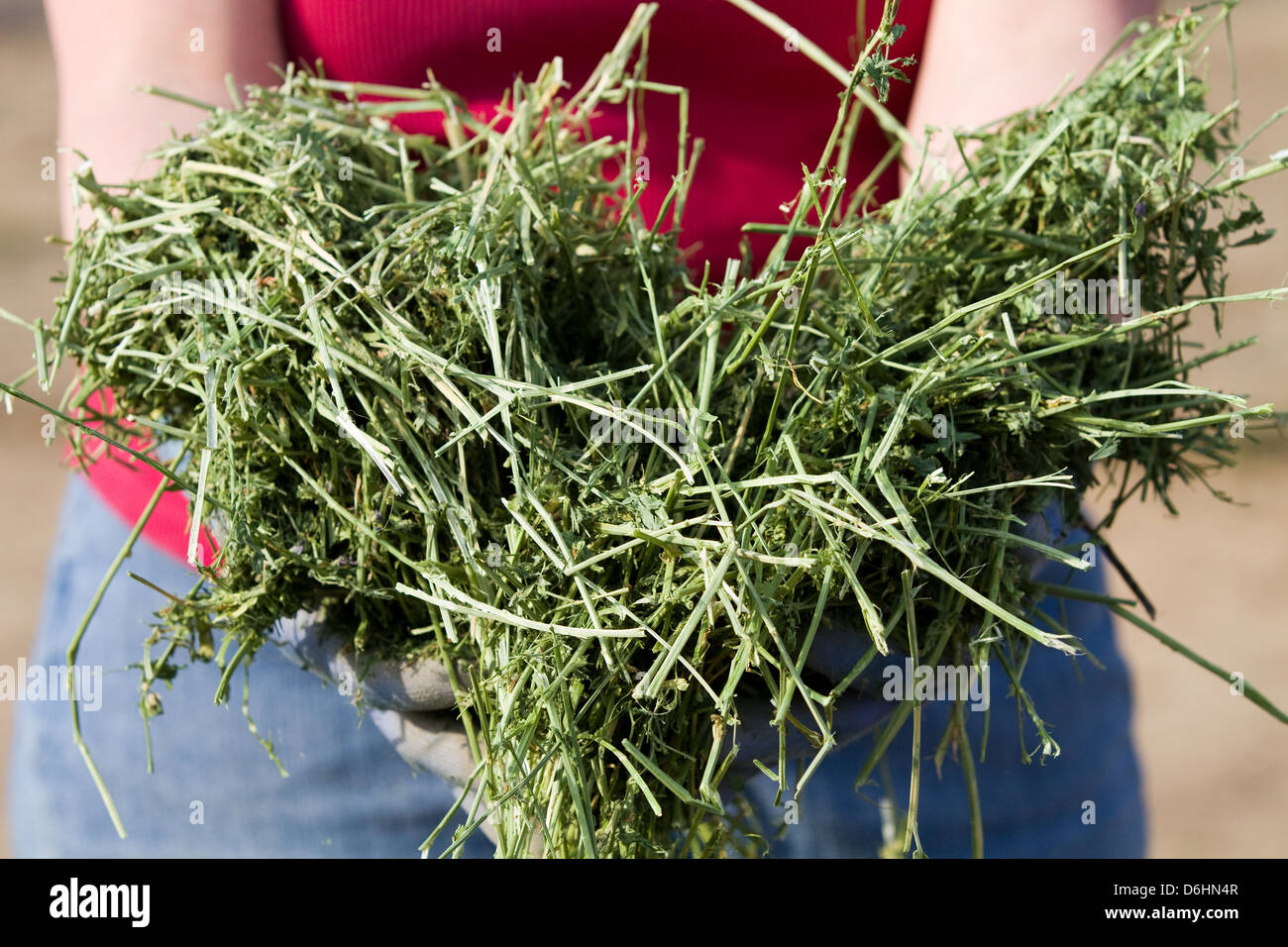 Agricoltore detiene western erba medica da mangimi per bestiame. Foto Stock