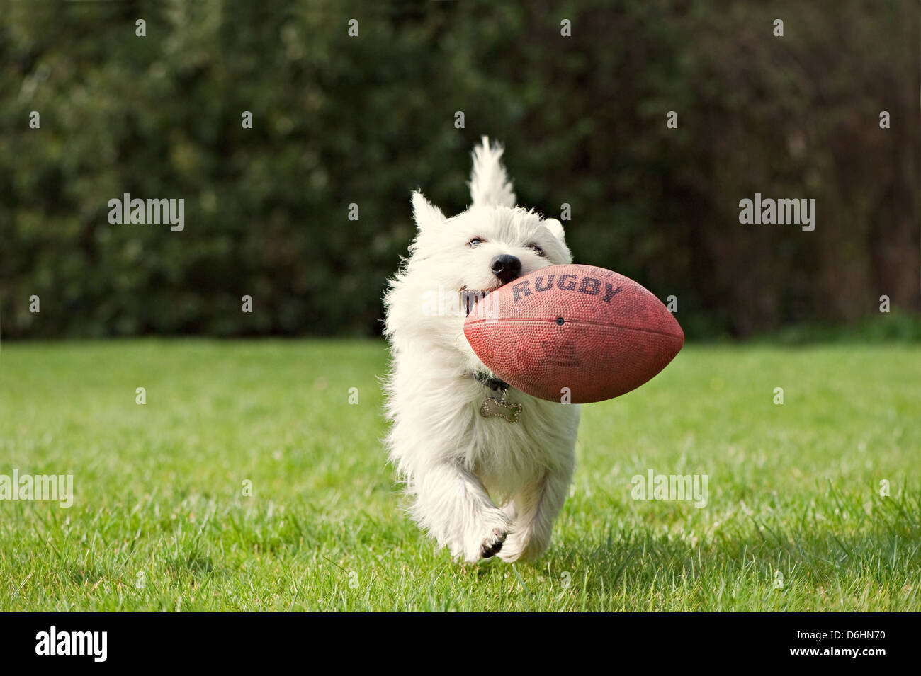 Un West Highland White Terrier in esecuzione con una palla da rugby in bocca Foto Stock