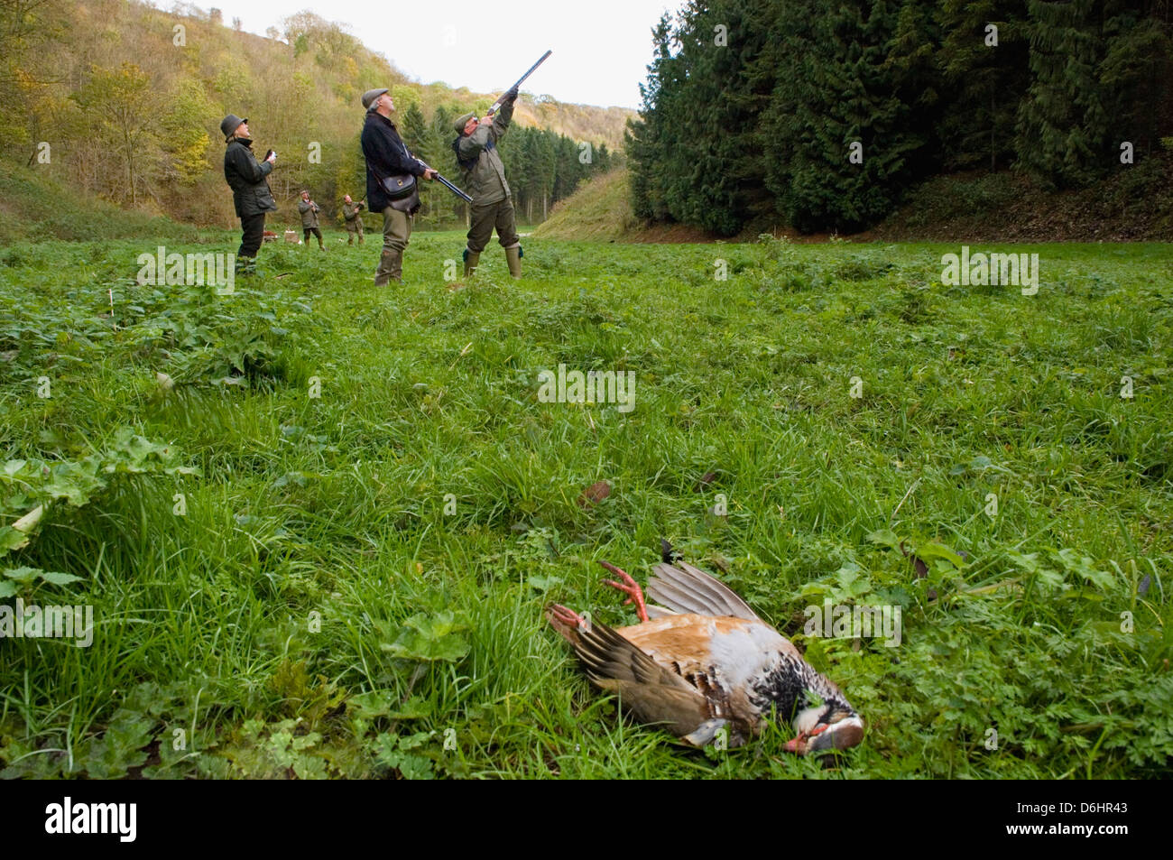 Raccolte di pernice ungherese e Gunners durante una condotta sparare nello Yorkshire Inghilterra Foto Stock