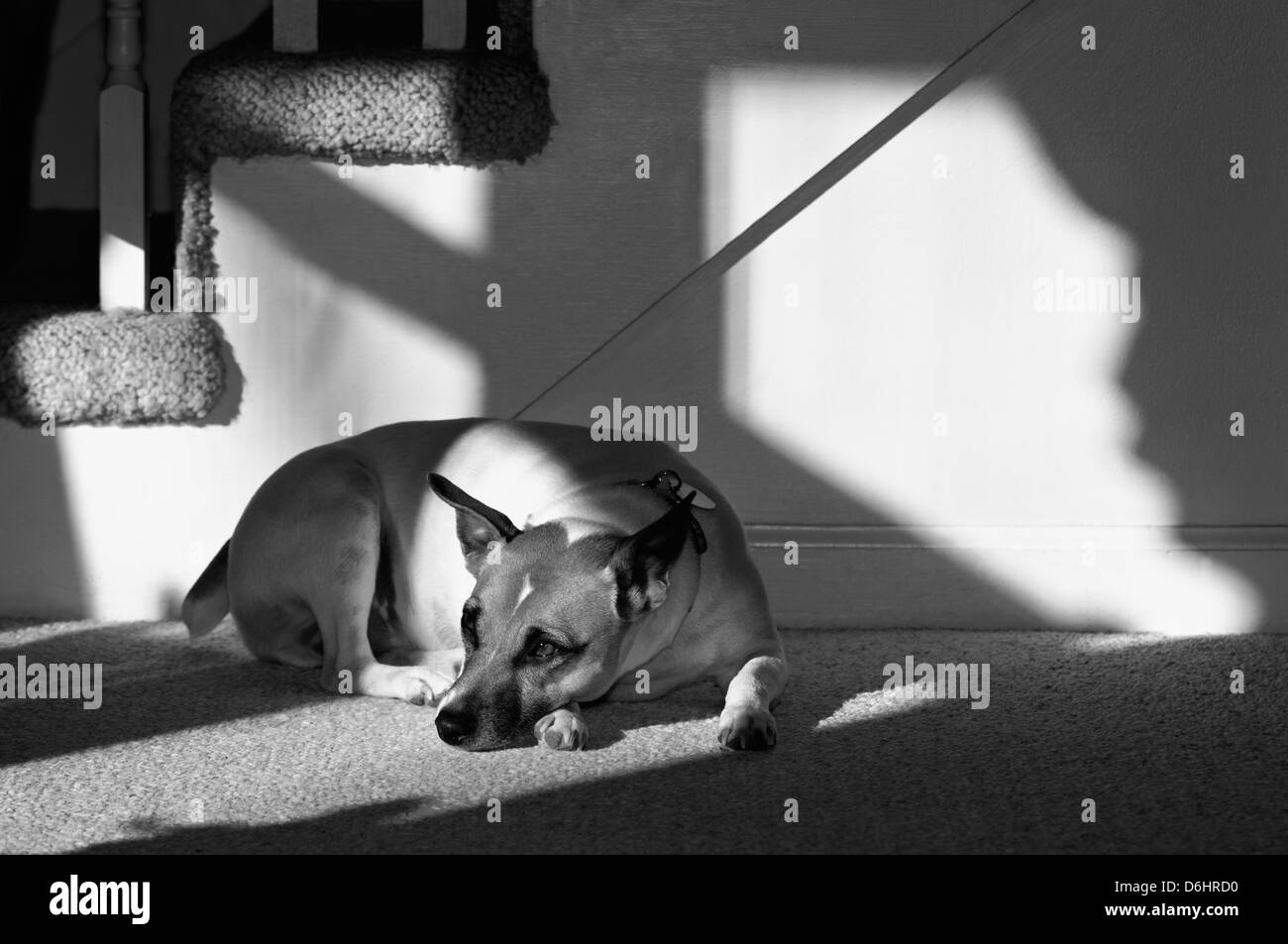 Parson Jack Russell Terrier giacente in interni sotto il sole Foto Stock