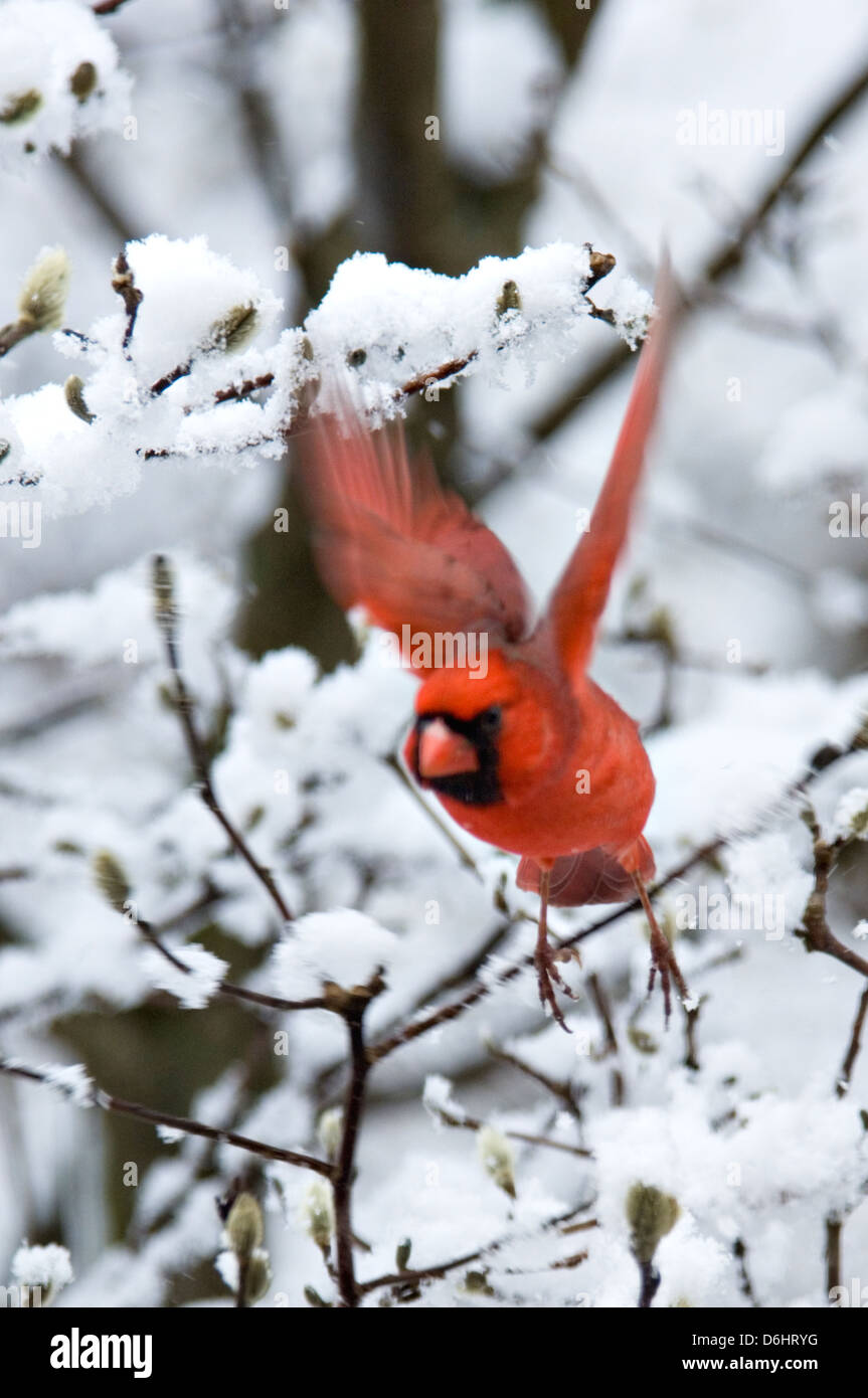 Il Cardinale maschio battenti fuori pesce persico in coperta di neve Star albero di magnolia in Floyd County Indiana Foto Stock