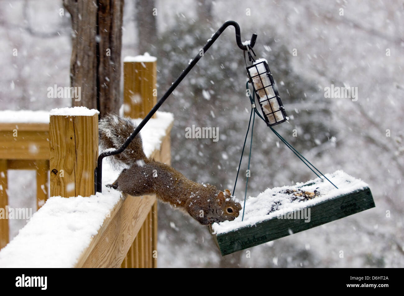 Orientale scoiattolo grigio nero mangiare olio di semi di girasole da Bird Feeder nel sud indiana Foto Stock