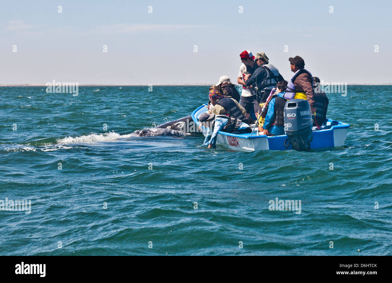 Una madre grigio / balena grigia e il suo approccio di vitello a skiff riempito di Whale-watching ecotourists. Laguna San Ignacio, Messico Foto Stock