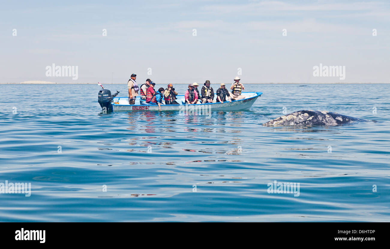Whale-watching ecotourists in skiff avente un incontro ravvicinato con una femmina grigio / Balena Grigia Laguna San Ignacio, Messico Foto Stock