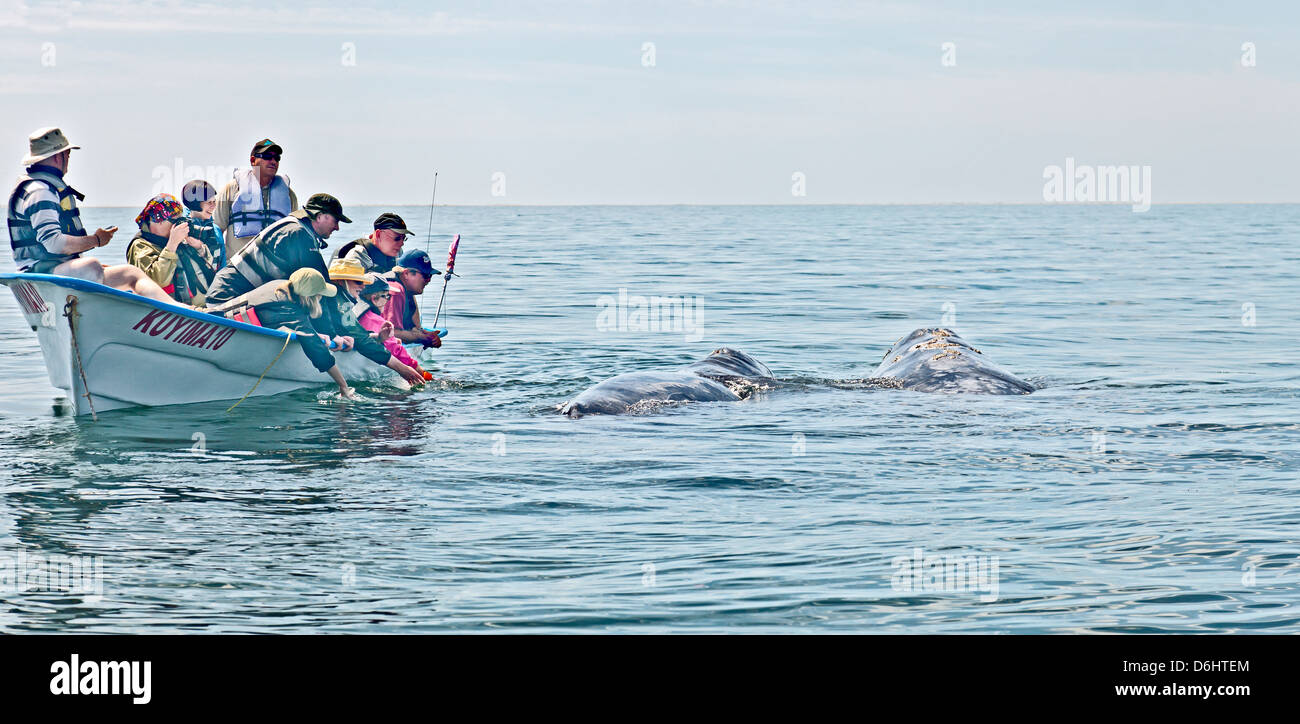 Whale-watching ecotourists avente un incontro ravvicinato con una madre grigio / balena grigia e il suo vitello. Laguna San Ignacio, Messico Foto Stock