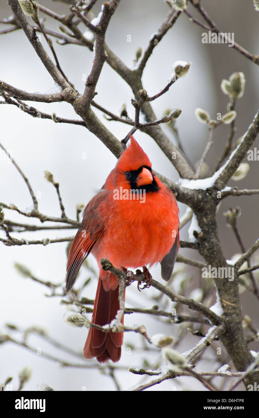 Maschio cardinale Nord appollaiato sulla coperta di neve il ramo di Star albero di magnolia in Floyd County, Indiana Foto Stock