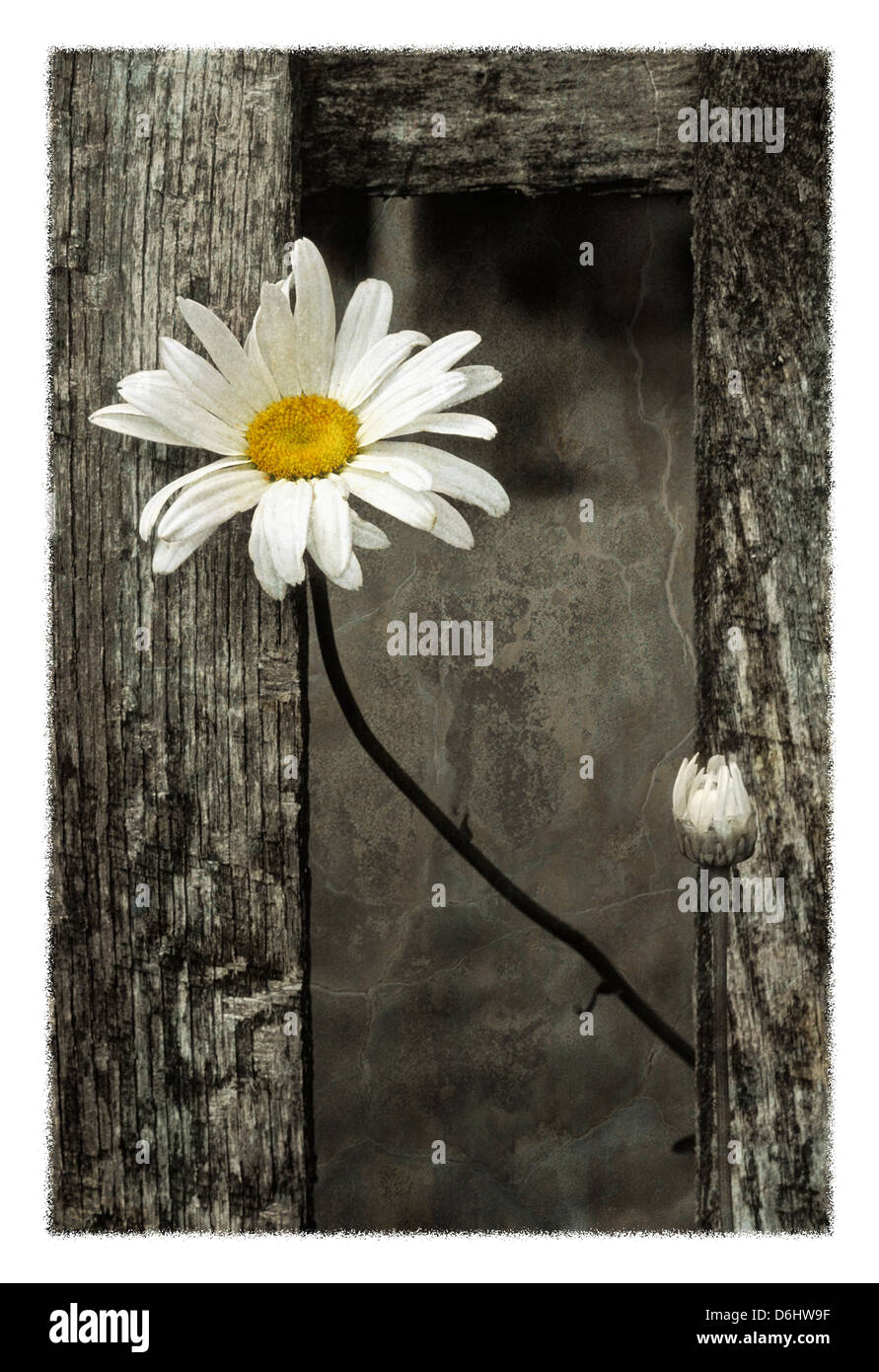 Textured Daisy Bloom e Bud accanto a Weathered Pickett recinzione in storia, Indiana Foto Stock