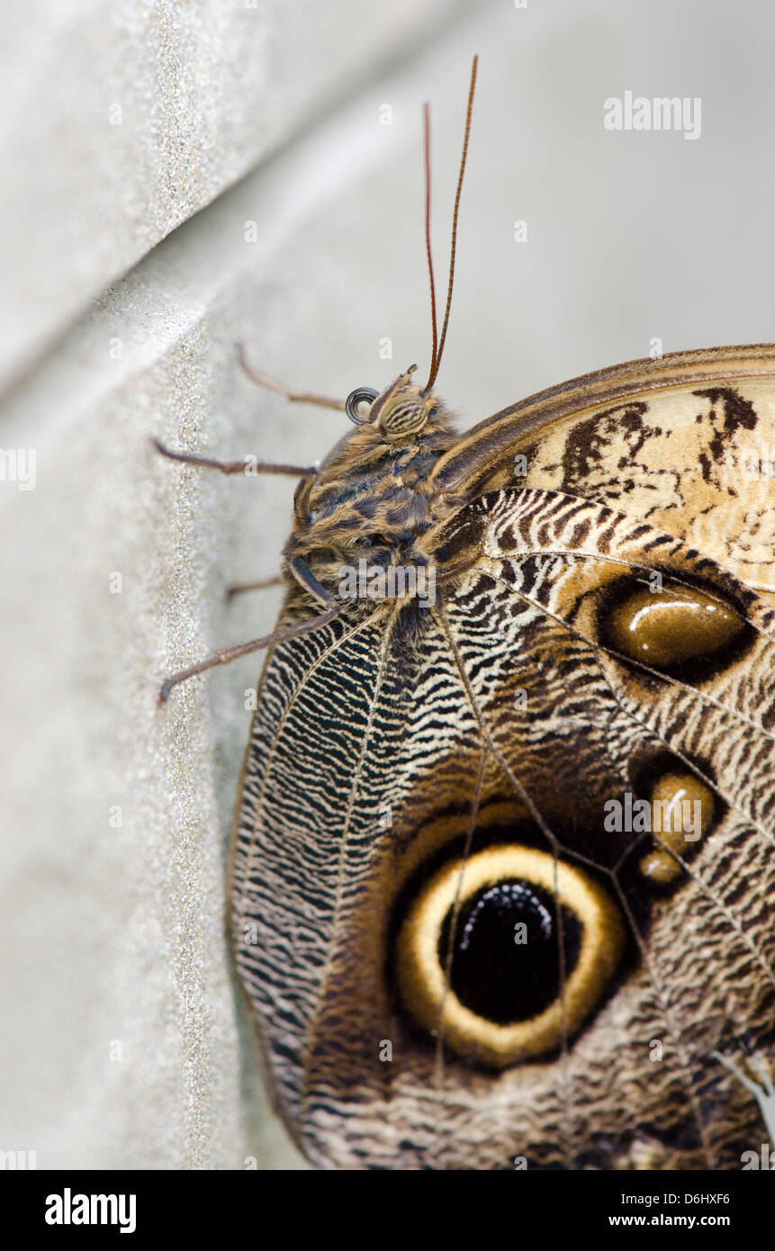 Farfalla Civetta (Caligo) sulla parete in calcestruzzo Foto Stock Farfalla Civetta (Caligo) sulla parete in calcestruzzo Foto Stock