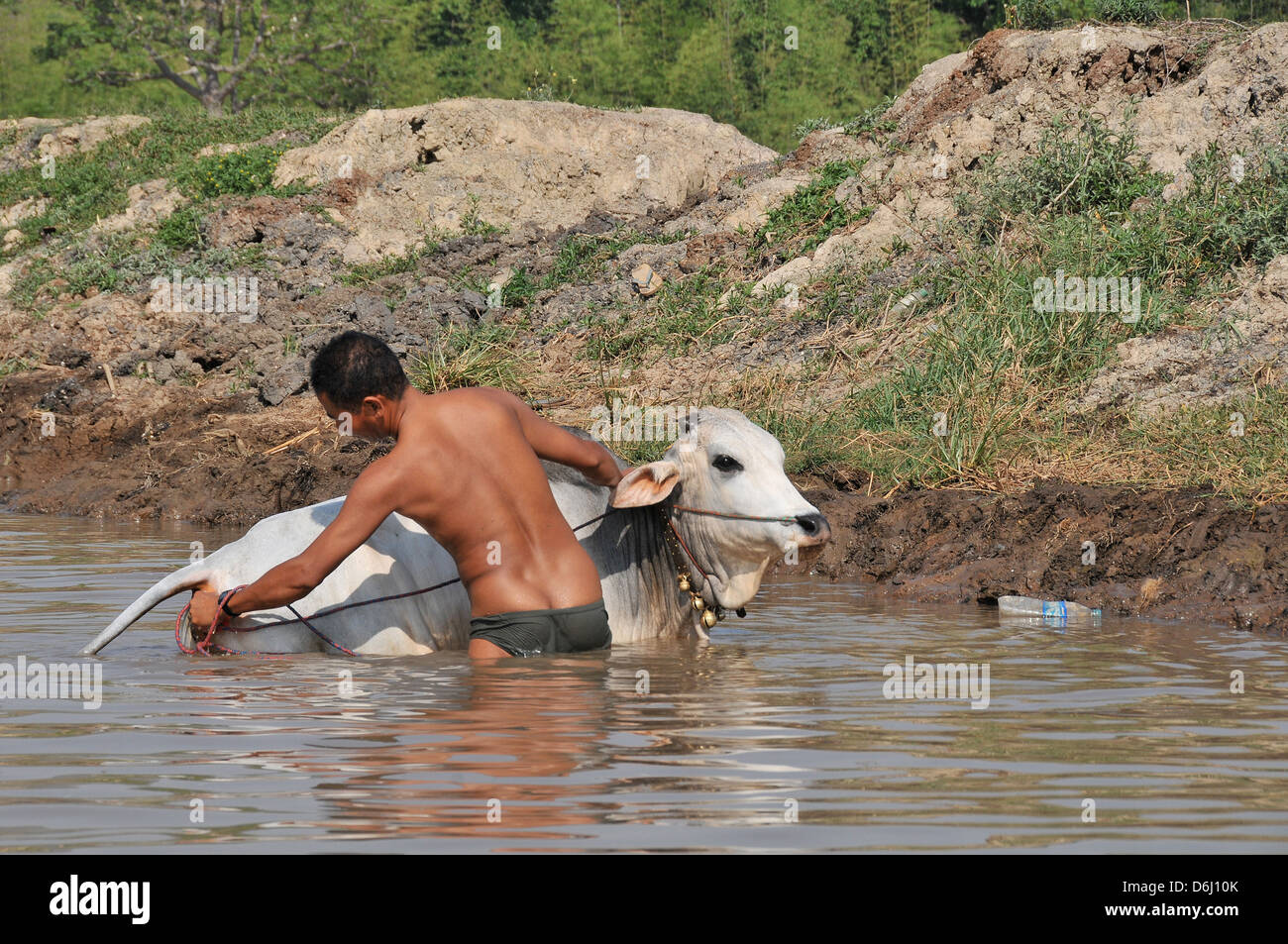 Uomo vacca lavaggio Lago Inle Myanmar Foto Stock