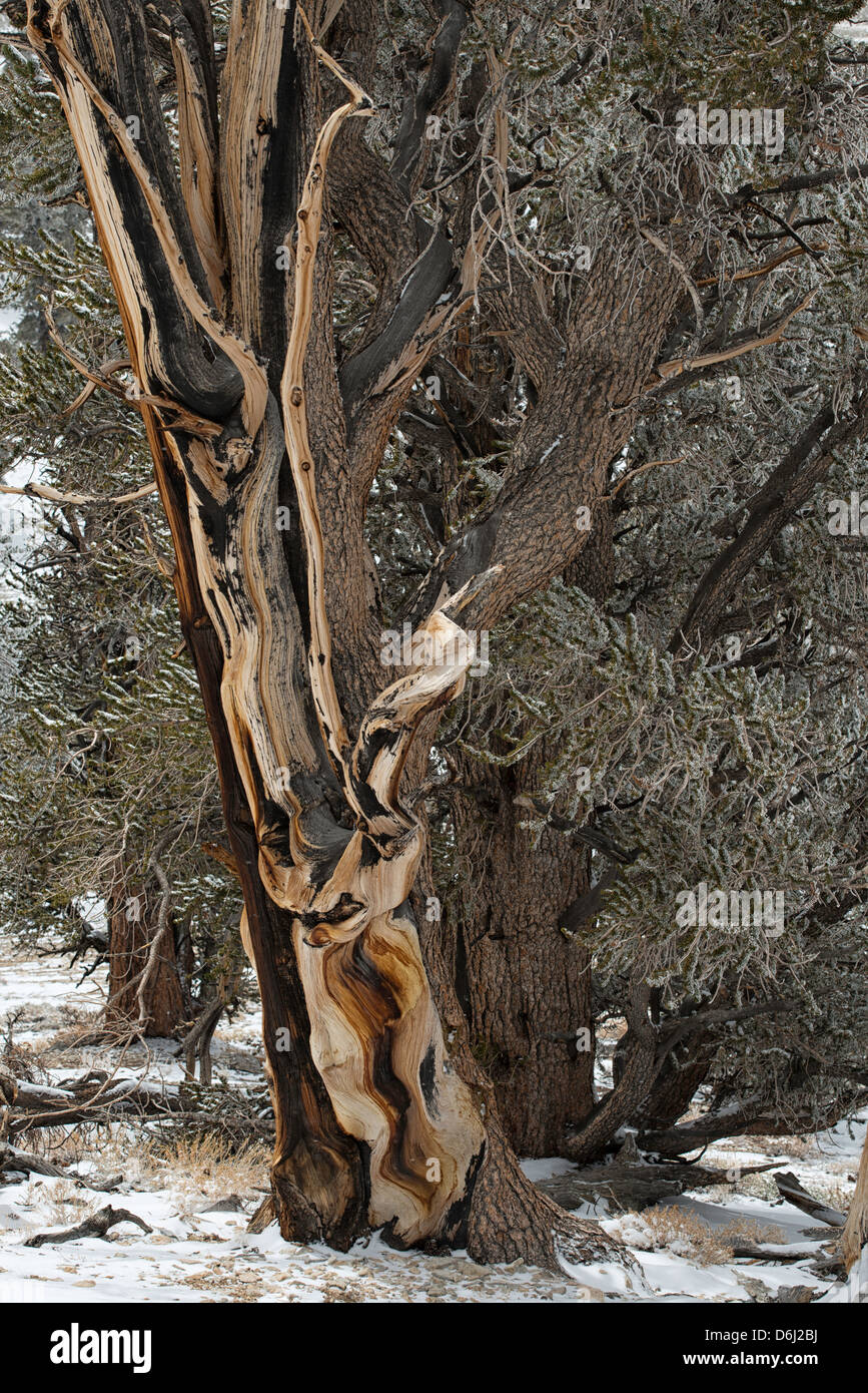 Bristllecone alberi di pino nella neve, White Mountains, California Foto Stock