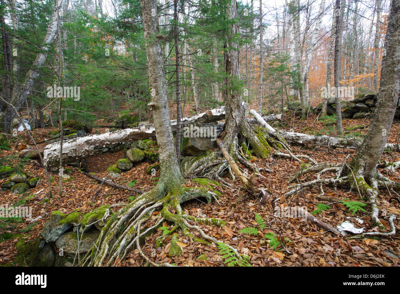 Thornton Gore che era un vecchio hill farm comunità in Thornton, New Hampshire USA Foto Stock