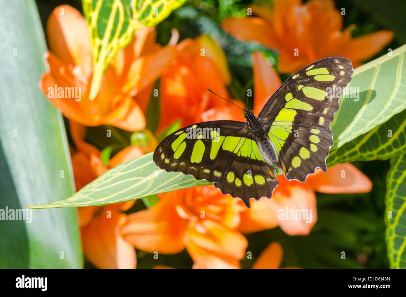 Malachite (Siproeta stelenes) farfalla in piedi su una foglia Foto Stock
