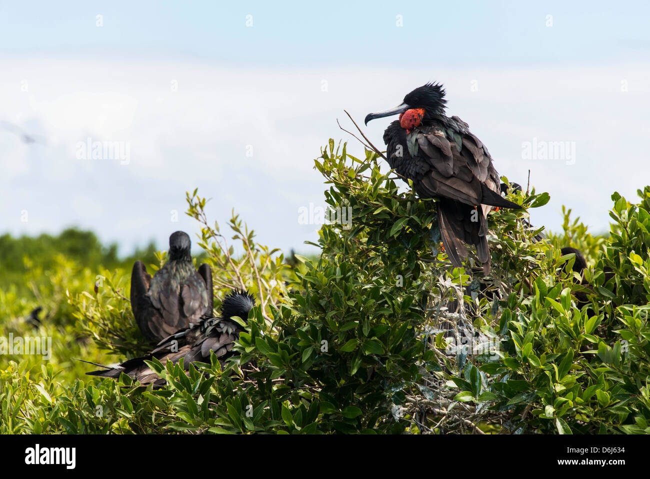 Frigate Bird colonia di Codrington laguna, Barbuda, Antigua e Barbuda, West Indies, dei Caraibi e America centrale Foto Stock