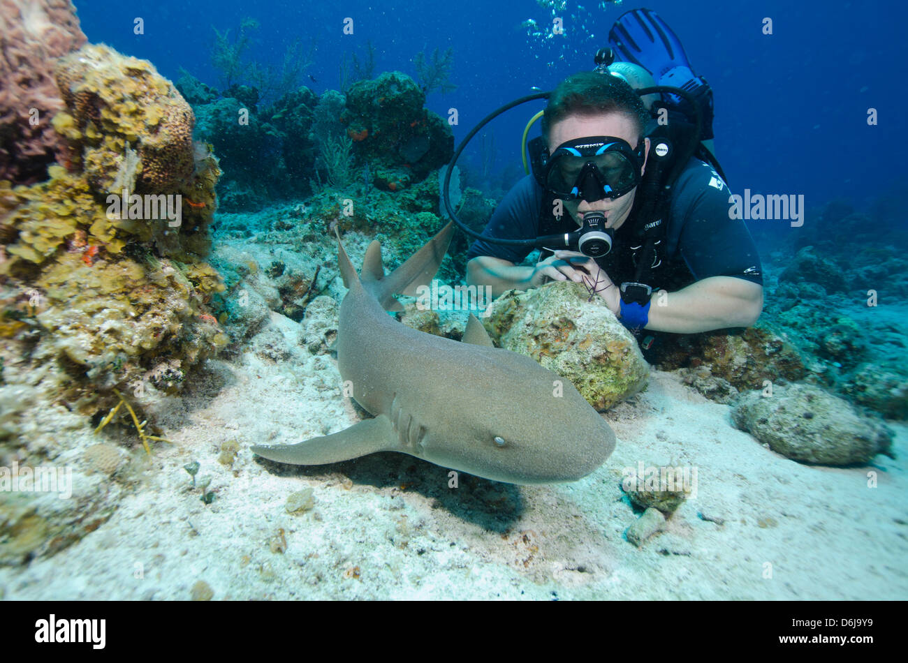 Incontri ravvicinati con lo squalo nutrice su G Spot Reef, Turks e Caicos, West Indies, dei Caraibi e America centrale Foto Stock