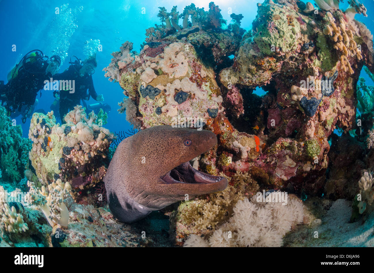 Due subacquei, murena gigante (Gymnothorax javanicus), e barriera corallina, il Parco Nazionale di Ras Mohammed, Mar Rosso, Egitto, Nord Africa Foto Stock