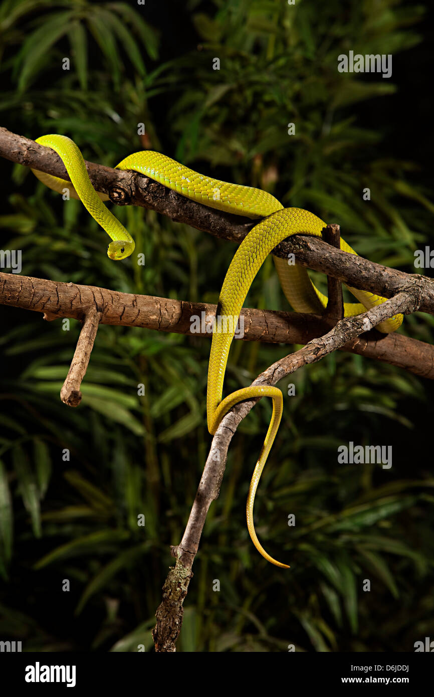 Verde serpente Mamba Dendroaspis angusticeps Foto Stock