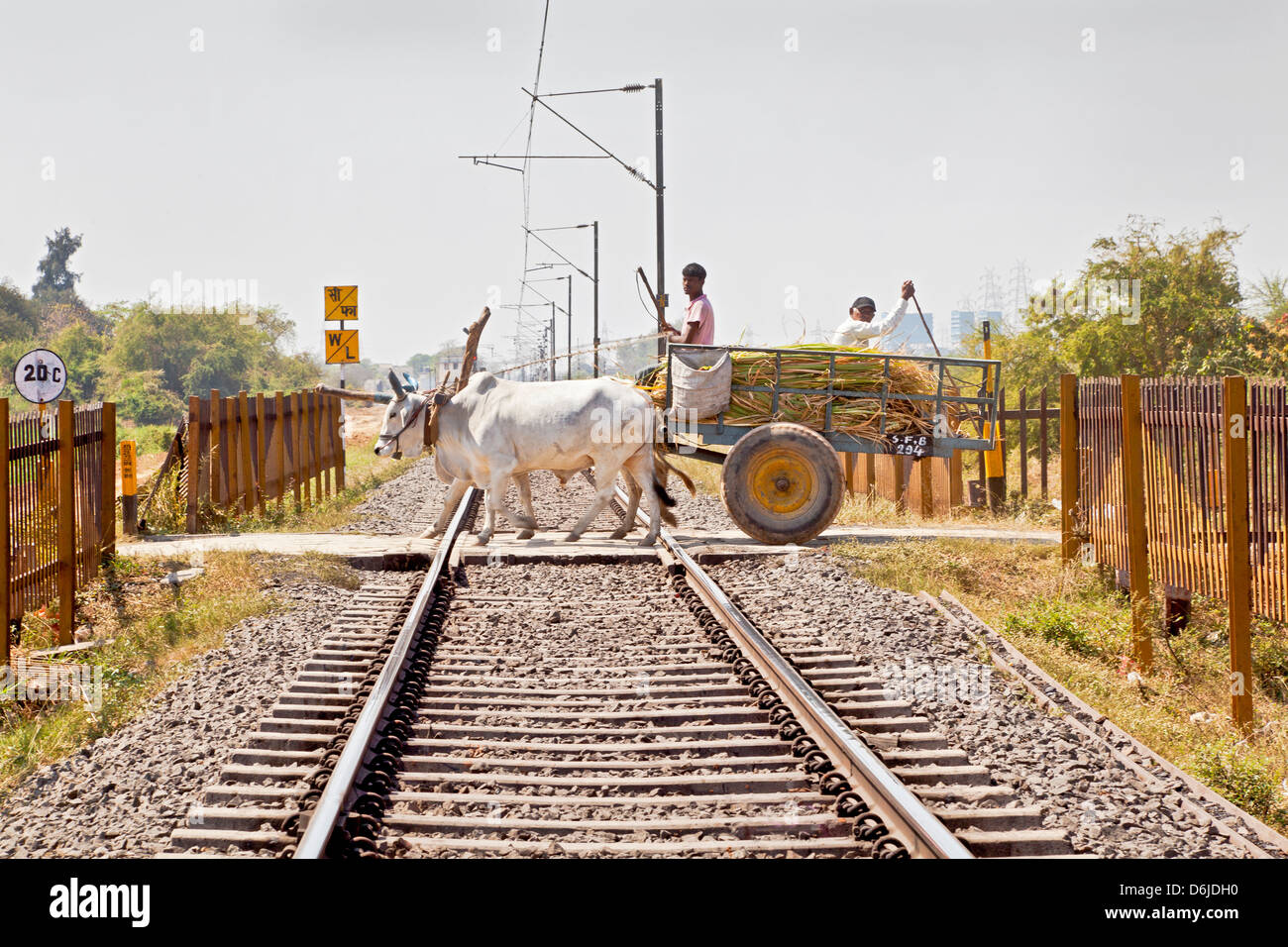 Paesaggio di binari dove un carrello di giovenco che trasportano prodotti agricoli attraversa una barriera di libero passaggio a livello Foto Stock