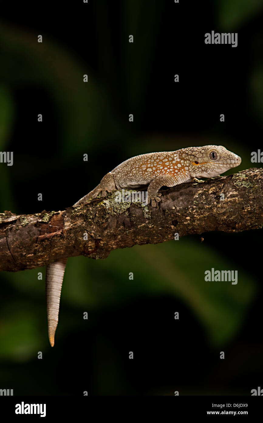 Chameleon Gecko agricolae Eurydactylodes Foto Stock