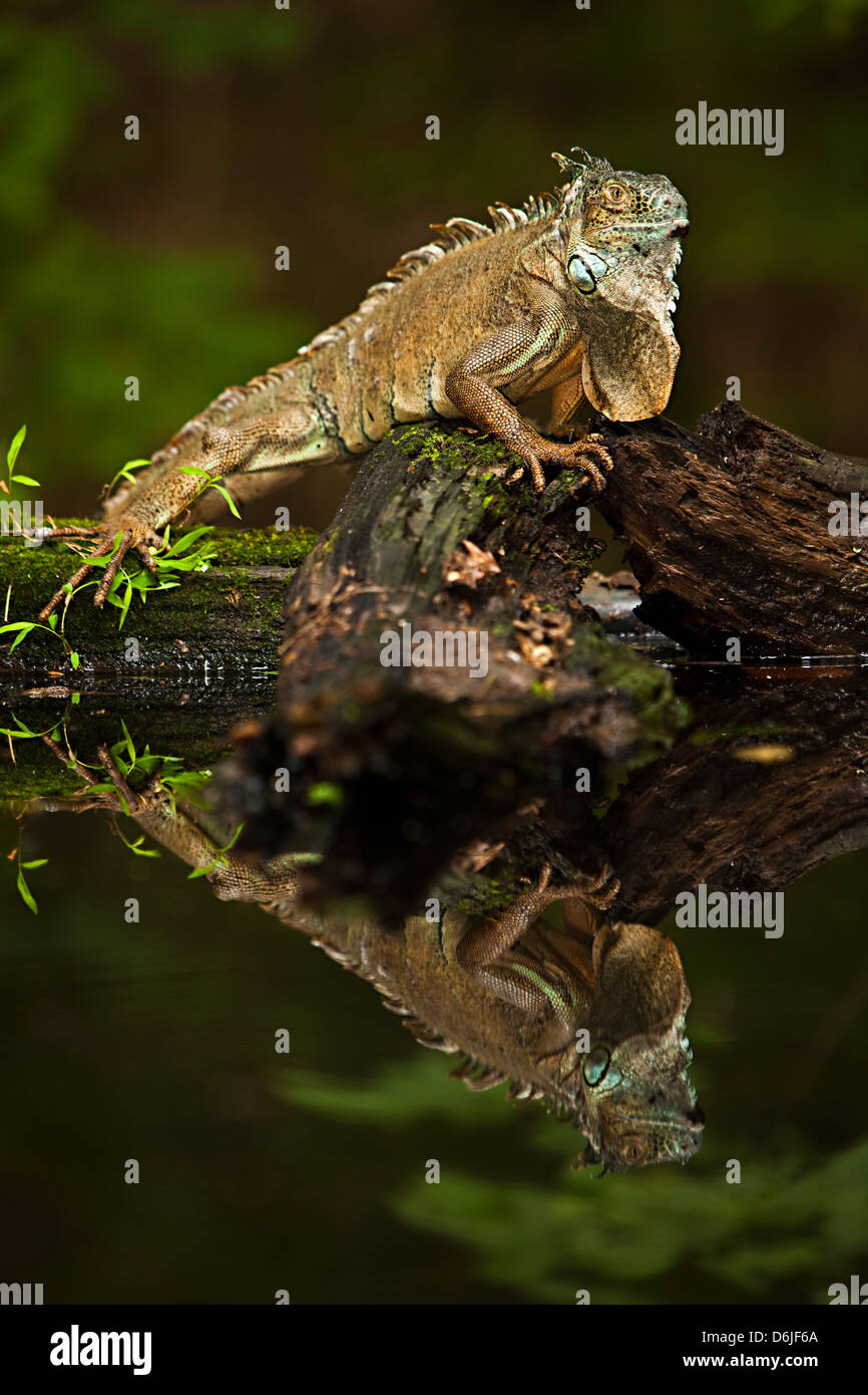 Green Iguana Iguana iguana Foto Stock
